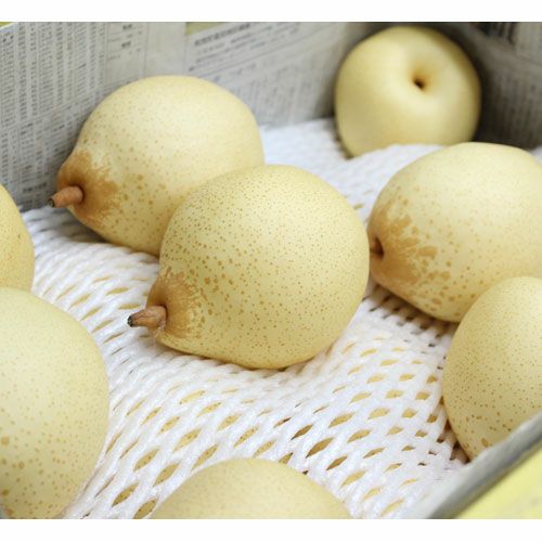 鴨梨（ヤーリー）