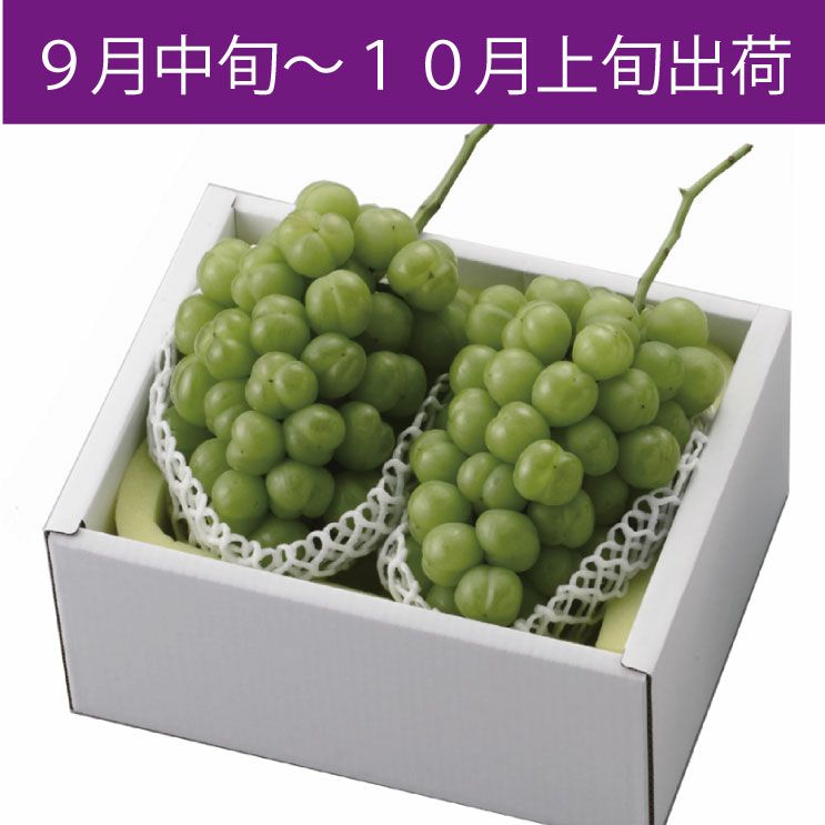 MT-80A】 岡山県産 桃太郎ぶどう 大房2房 【9月中旬 10月上旬