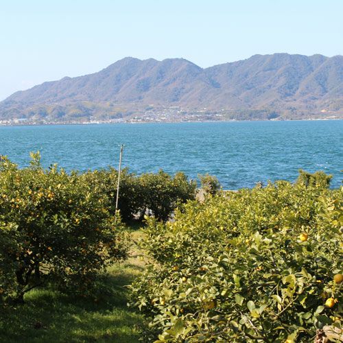 もりの農園産はれひめ