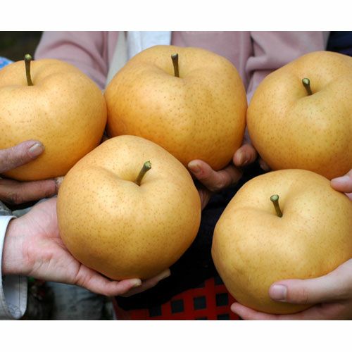 岡山県産あたご梨