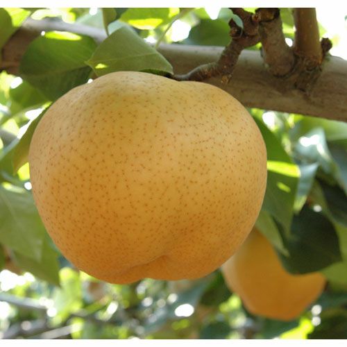 岡山県産あたご梨