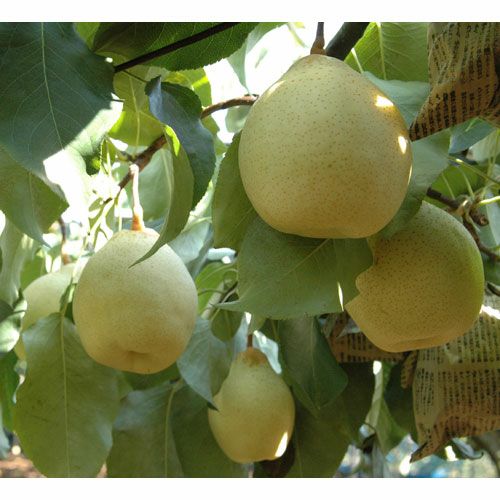 岡山県産鴨梨（ヤーリー）