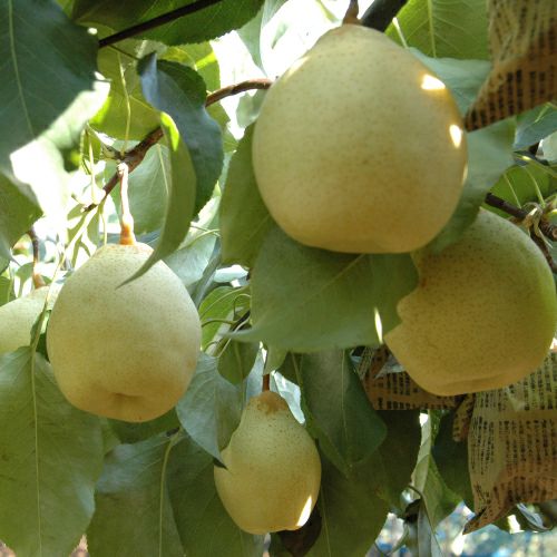 岡山県産ヤーリー