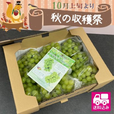 訳ありシャインマスカット　送料無料